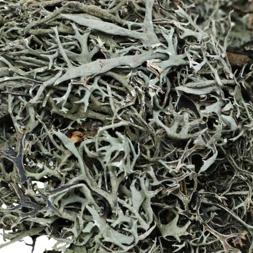 daiktų Deco šakelės ąžuolo samanų samanų deco kerpės natūrali puošmena 750g