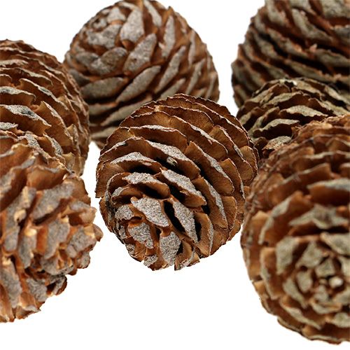 Floristik24 Murii kūgiai naturalūs 500g