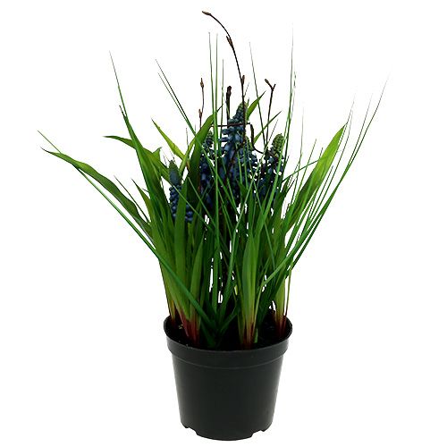 Floristik24 Muscari mėlyname puode H 30cm