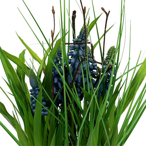 Floristik24 Muscari mėlyname puode H 30cm