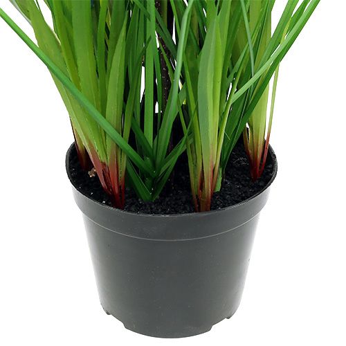 Floristik24 Muscari mėlyname puode H 30cm