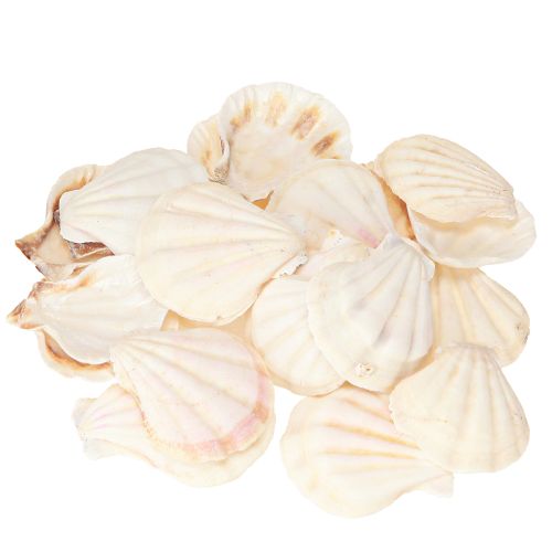 daiktų Natūralios kriauklių puošybos šukutės 3,5cm–4cm 300g