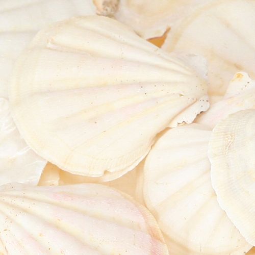daiktų Natūralios kriauklių puošybos šukutės 3,5cm–4cm 300g