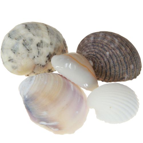 daiktų Kriauklių puošmena mini gaidžiai sraigių kiautai 1-3cm 340g