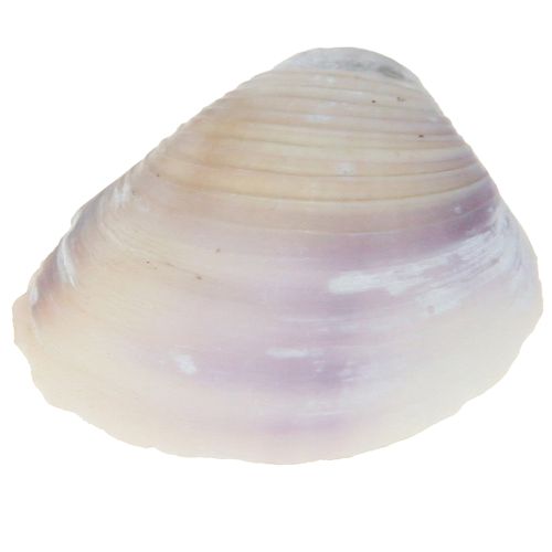 daiktų Kriauklių puošmena mini gaidžiai sraigių kiautai 1-3cm 340g