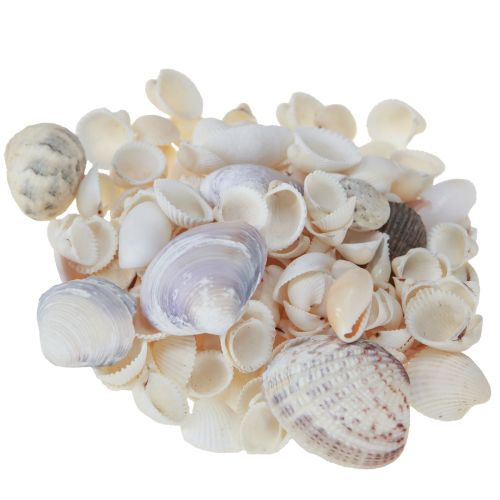 daiktų Kriauklių puošmena mini gaidžiai sraigių kiautai 1-3cm 340g