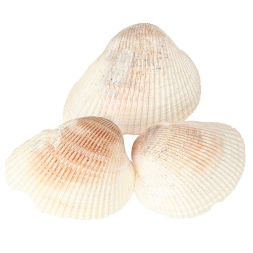 Floristik24 Kriauklių dekoravimo kriauklės baltos rudos širdelės 5-7cm 300g