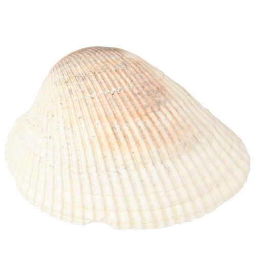daiktų Kriauklių dekoravimo kriauklės baltos rudos širdelės 5-7cm 300g