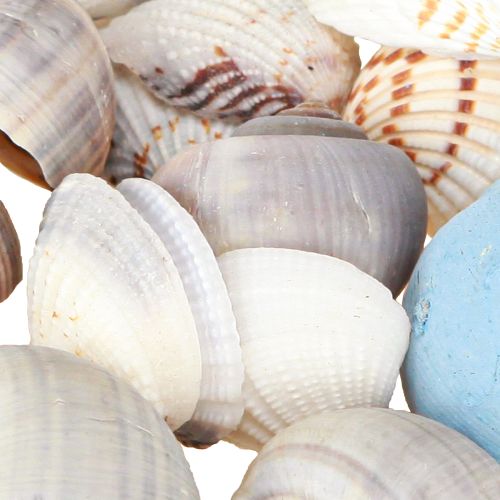 daiktų Kriauklių puošmena sraigių kiautai mėlyni natūralūs 3–5 cm 150 g