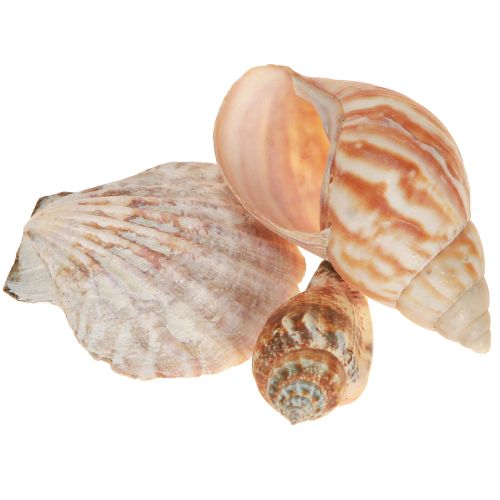 Jūros sraigė natūrali 350g × 3vnt