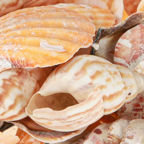 daiktų Jūros sraigė natūrali 350g × 3vnt