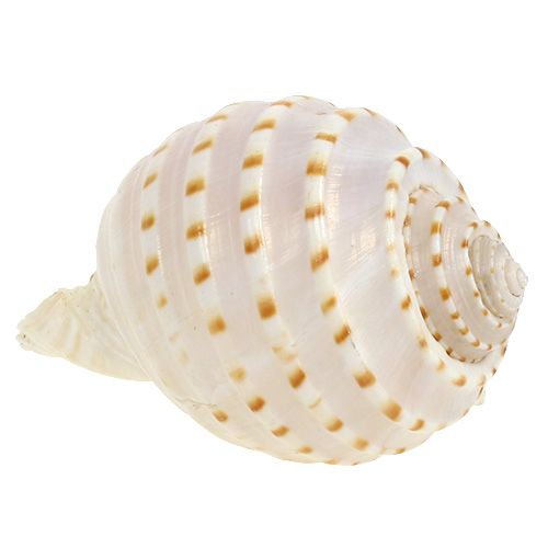 Floristik24 Shell Tonna Tessalata 7vnt