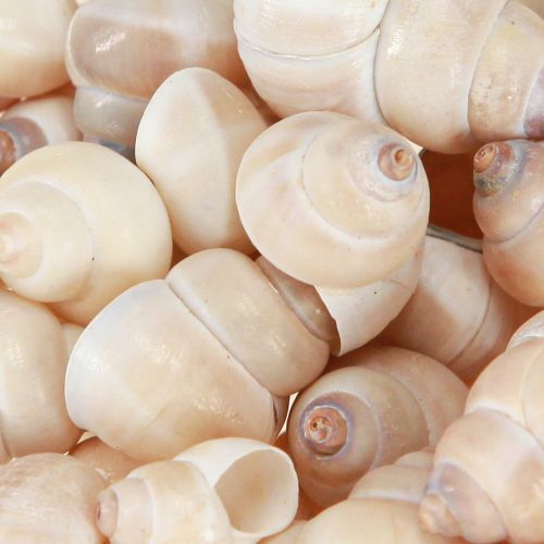 Floristik24 Midijos Umachi 500g