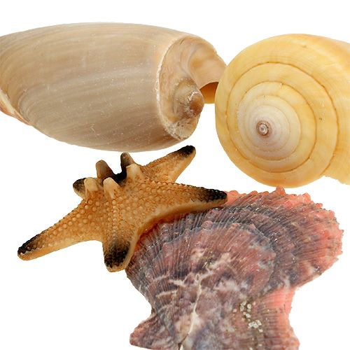 Floristik24 Midijų mišinys dėžutėje natūralus 380g