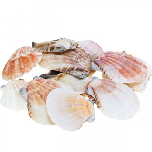 Kriauklių dėžutė, natūralios šukutės, jūrinė dekoracija H3-5cm 900g