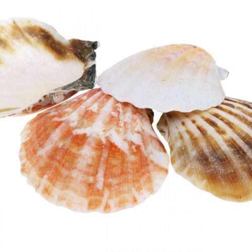 Floristik24 Kriauklių dėžutė, natūralios šukutės, jūrinė dekoracija H3-5cm 900g