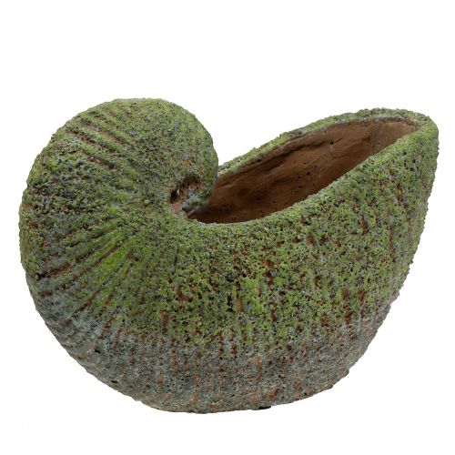 Floristik24 Apželdinimas samanomis 28,5cm x 14cm H21cm apvalkalas