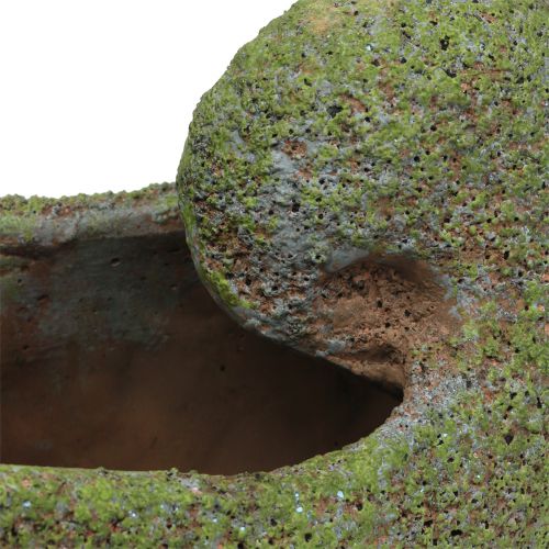 Floristik24 Apželdinimas samanomis 28,5cm x 14cm H21cm apvalkalas