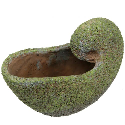 Floristik24 Apželdinimas samanomis 28,5cm x 14cm H21cm apvalkalas