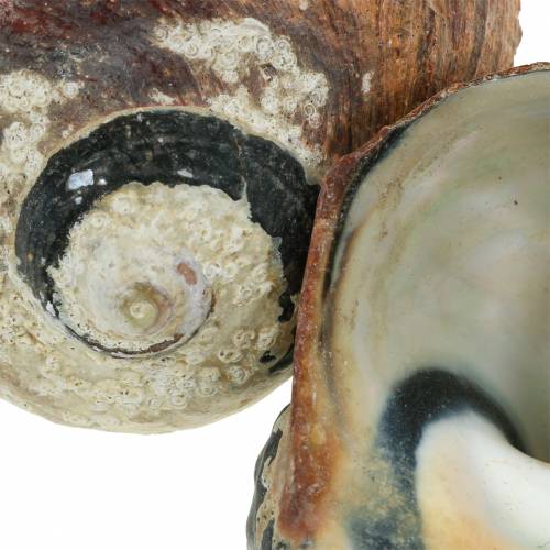 daiktų Turbano lukšto alikreukelis natūralus 500g
