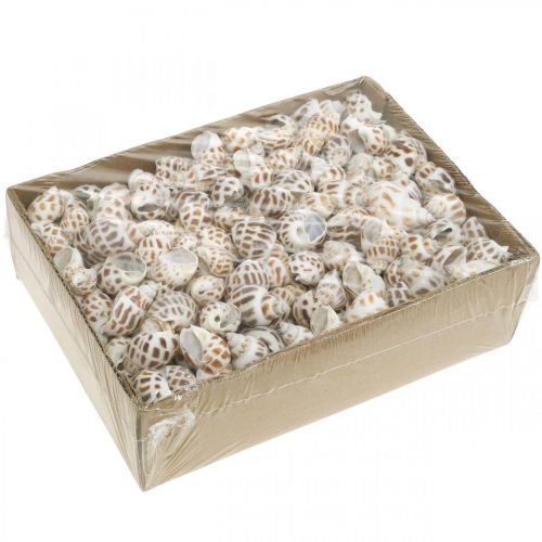 daiktų Kriauklių dekoravimas, mini deko sraigė, jūrinių sraigių mišinys L2-4cm 780g