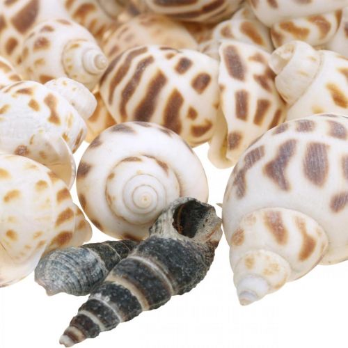 daiktų Kriauklių dekoravimas, mini deko sraigė, jūrinių sraigių mišinys L2-4cm 780g