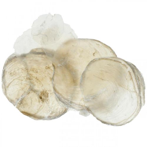 Floristik24 Paplūdimio puošmena, capiz kriauklės 5-10cm, natūralūs daiktai, perlamutras, jūrinis 1kg