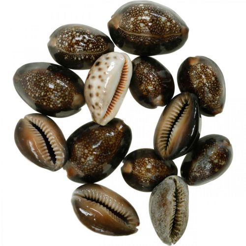 Floristik24 Cowrie shell deco jūrinė dekoracija jūrinės sraigės 500g