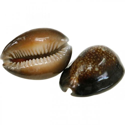 Floristik24 Cowrie shell deco jūrinė dekoracija jūrinės sraigės 500g