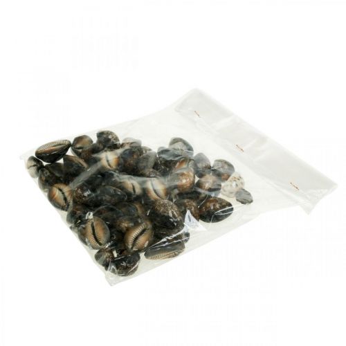 Floristik24 Cowrie shell deco jūrinė dekoracija jūrinės sraigės 500g