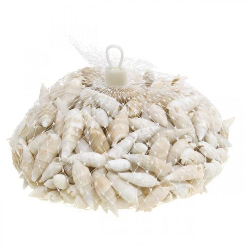 daiktų Deco sraigės baltos, jūrinės sraigės natūrali puošmena 2-5cm 1kg