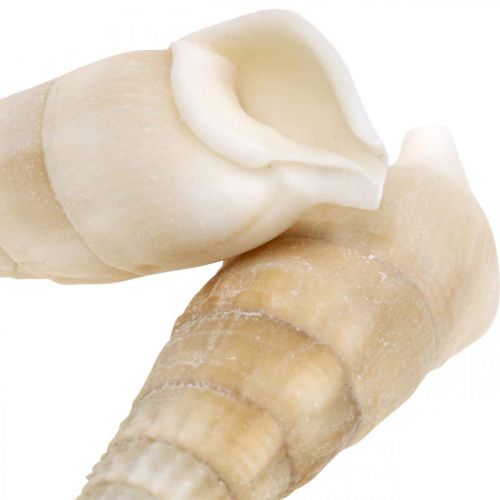 daiktų Deco sraigės baltos, jūrinės sraigės natūrali puošmena 2-5cm 1kg