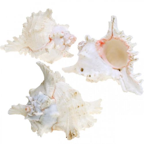 Floristik24 Shell Chicoreus ramosus 16cm 3 vnt