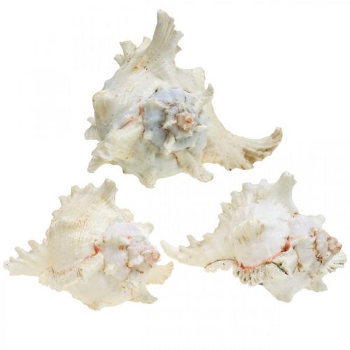 daiktų Shell Chicoreus ramosus 16cm 3 vnt