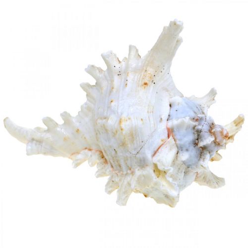 daiktų Shell Chicoreus ramosus 16cm 3 vnt