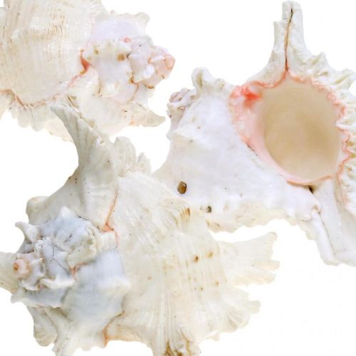 daiktų Shell Chicoreus ramosus 16cm 3 vnt