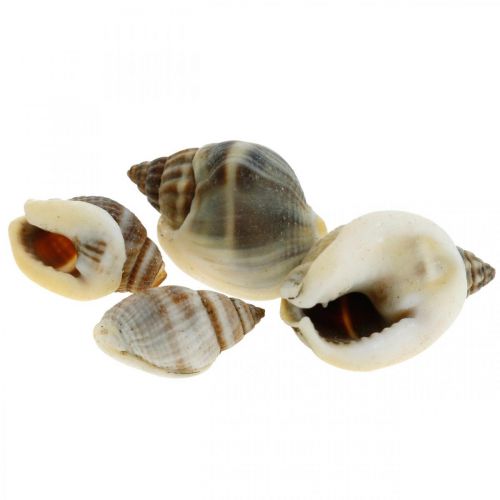 Floristik24 Natūrali puošmena, sraigių kiautai natūralūs 1-2cm, kriauklių apdaila 1kg