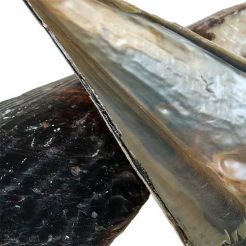 Floristik24 Tušinuko kevalai juodi 24 – 30cm 1kg