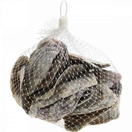 daiktų Jūrinė dekoracija, Capiz kriauklės, natūralūs daiktai perlamutras, violetinė 8-14cm 1kg