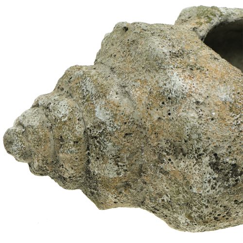 Floristik24 Apvalkalas sodinimui L40cm