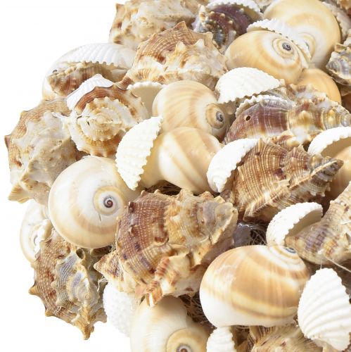 Floristik24 Kriauklinis vainikas sraigių vainikas pakabinimui kokoso natūralaus Ø25cm