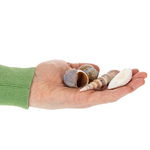 daiktų Kriauklės ir sraigės. Natūralūs jūriniai dekoratyviniai elementai stilingam interjero dizainui, 500 g.