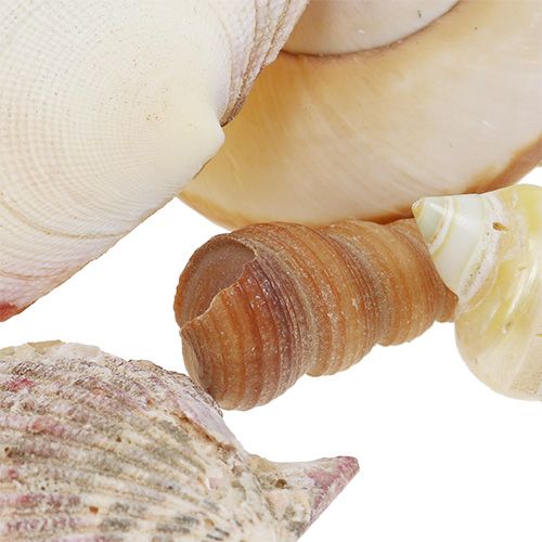 Floristik24 Kriauklių mišinys 16 cm x 16 cm krepšelyje