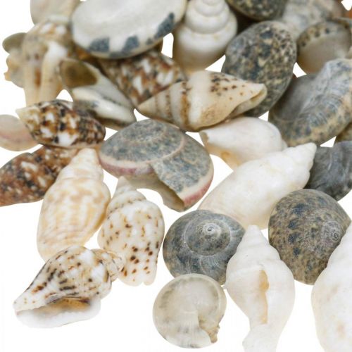 Floristik24 Deco sraigių kiautų mini mišrainė jūrinė dekoracija 1kg