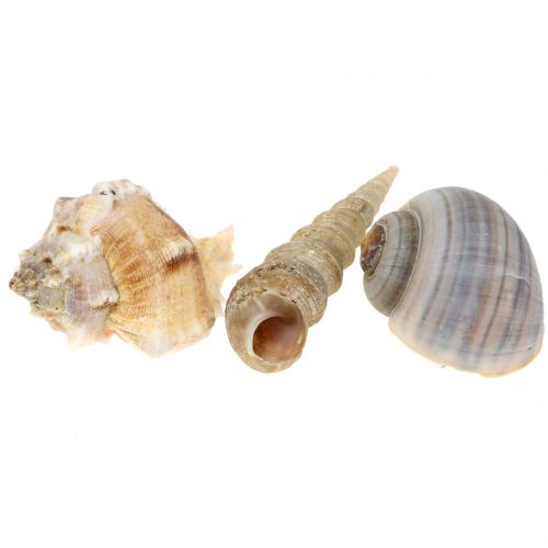 Floristik24 Shell mišinys natūralus 500g