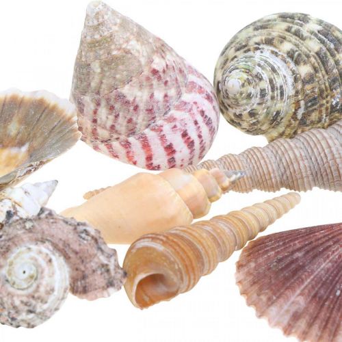 Floristik24 Kriauklių mišinys, kriauklės ir sraigių kiautai, vasaros dekoracija H3-5cm/L2,5-9cm 950g