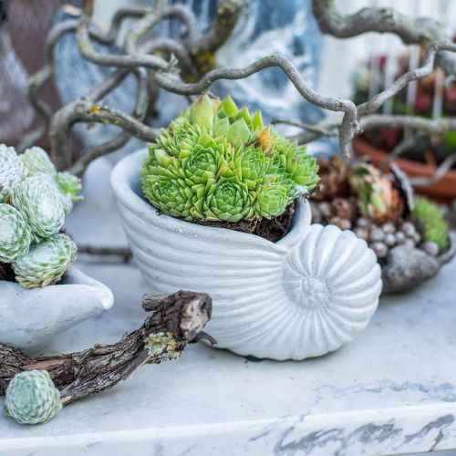 Floristik24 Kriauklės sodinimui, jūrinė apdaila, augalų vazonas Nautilus betonas L15cm A9,5cm 2vnt.