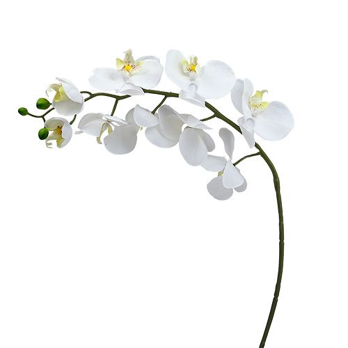 Floristik24 Kandžių orchidėja 75cm Balta