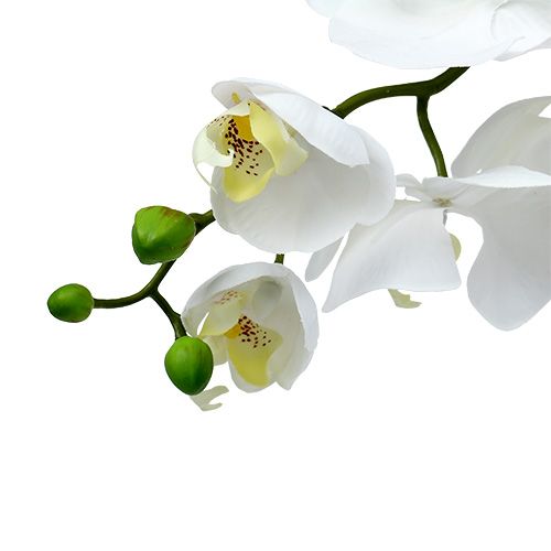 daiktų Kandžių orchidėja 75cm Balta