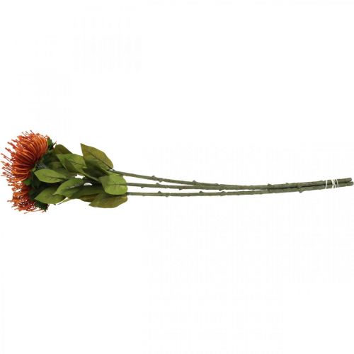 daiktų Pincushion Egzotinė dirbtinė gėlė apelsinas Leucospermum Protea 73cm 3vnt.